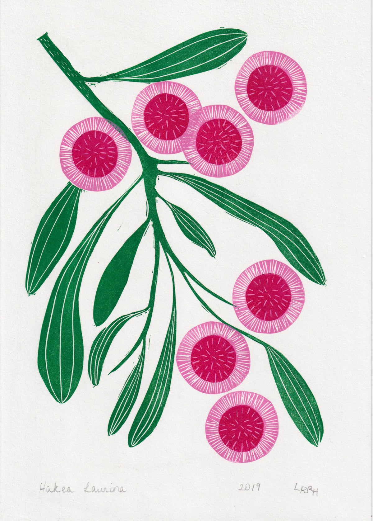 Australian native flower linoprint, Hakea Laurina artwork, handmade in ...